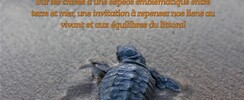 L’odyssée de la tortue caouanne