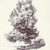 Stage de dessin du paysage : les arbres, rochers....