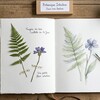 Botanique intuitive dans mon herbier
